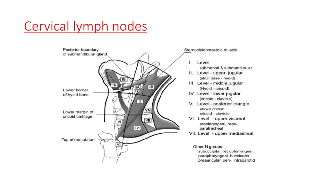 cervical lymph nodes