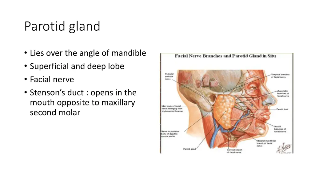 parotid gland