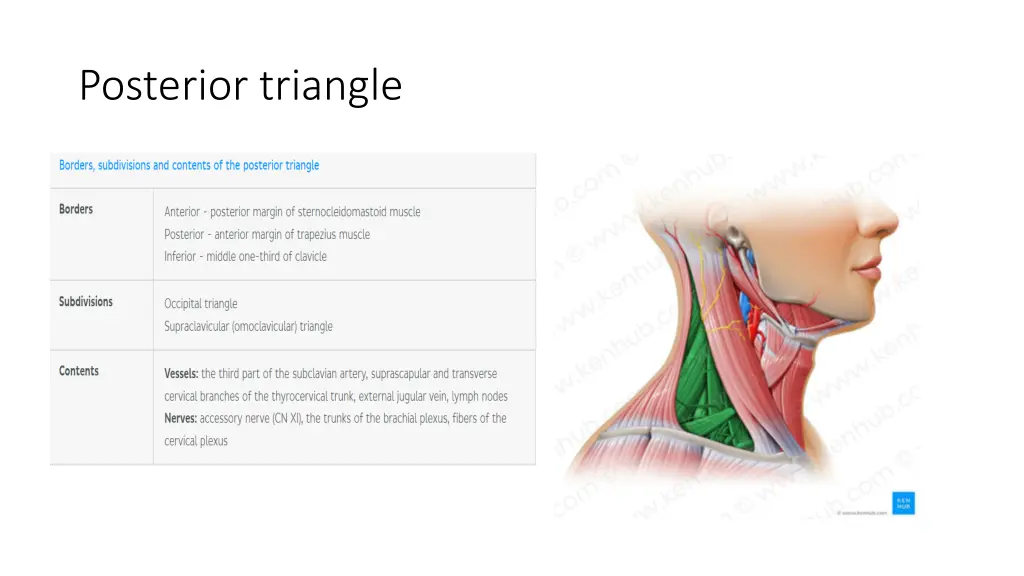 posterior triangle