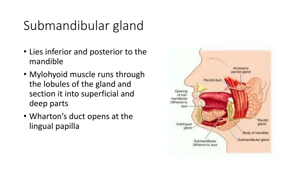 submandibular gland