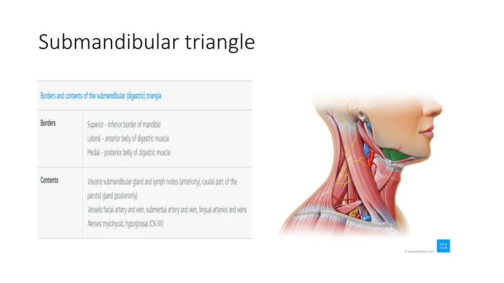 submandibular triangle