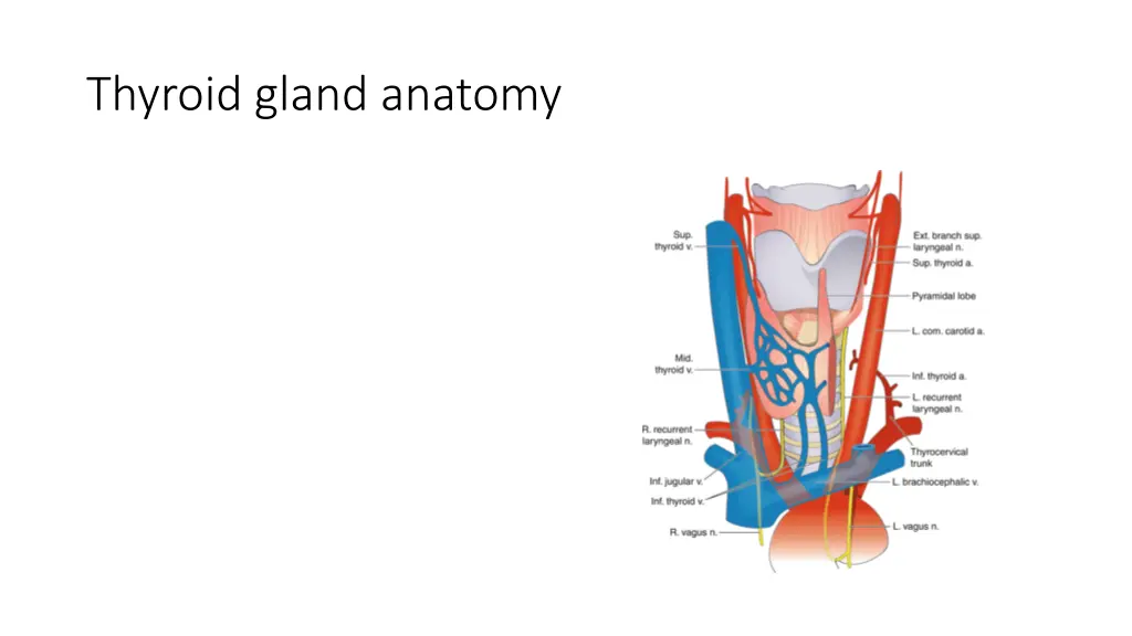 thyroid gland anatomy 1