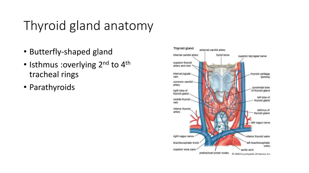 thyroid gland anatomy