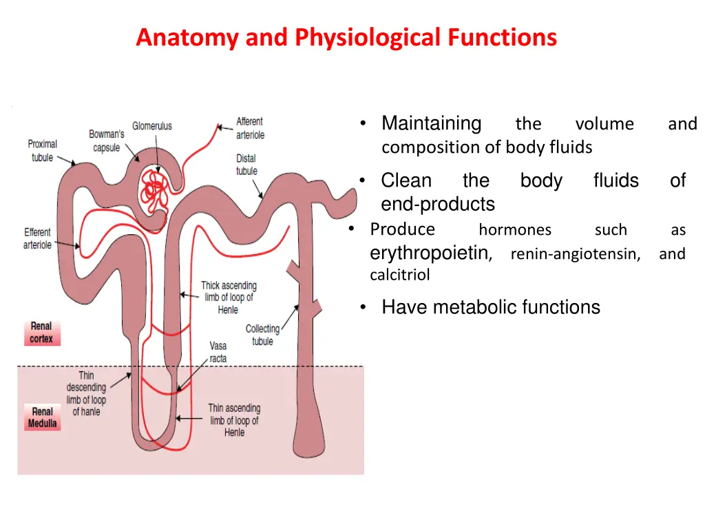 anatomy and physiological functions