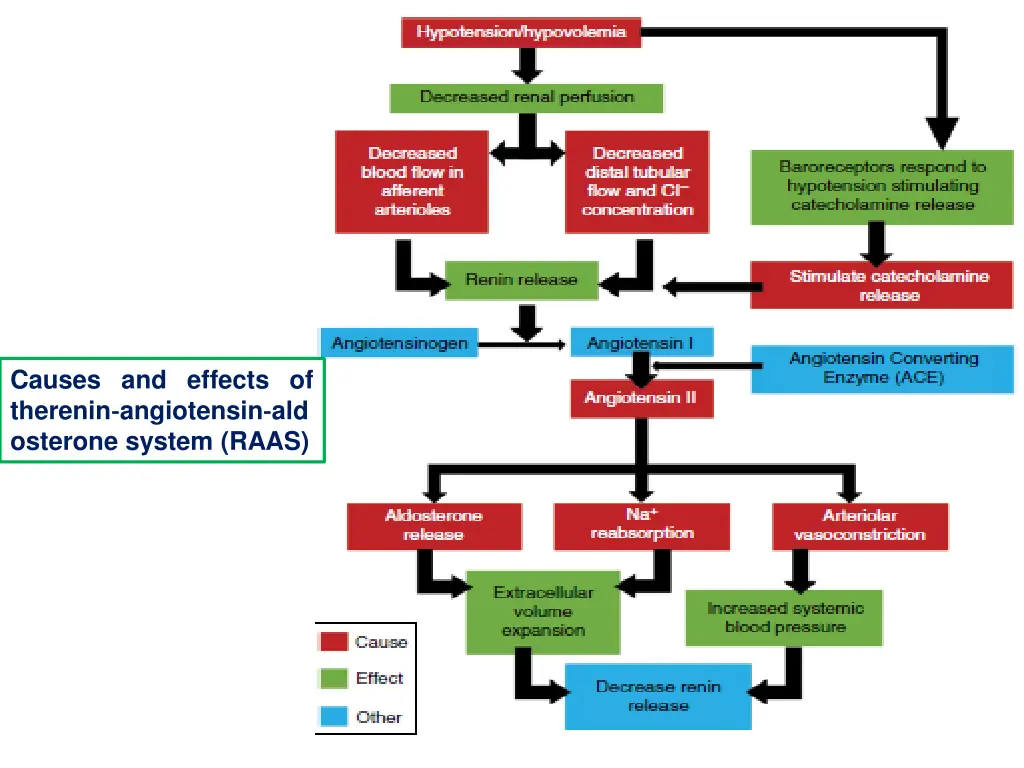 causes and effects of therenin angiotensin