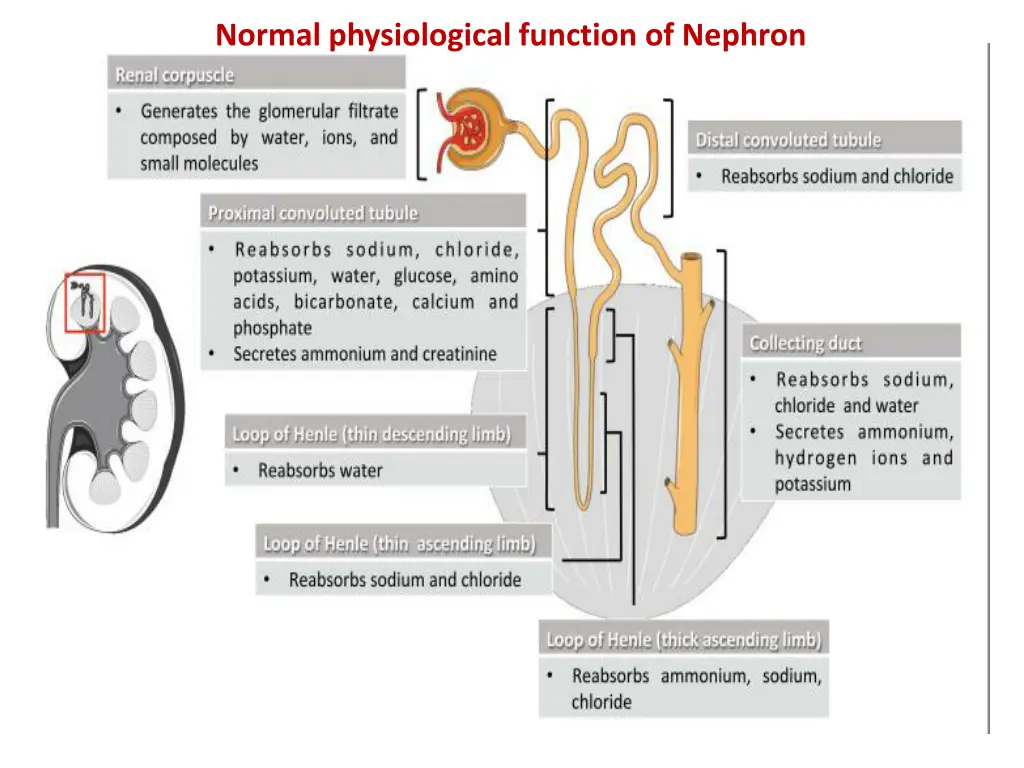 normal physiological function of nephron