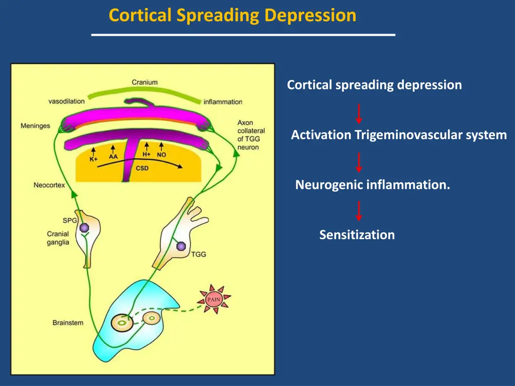 cortical spreading depression