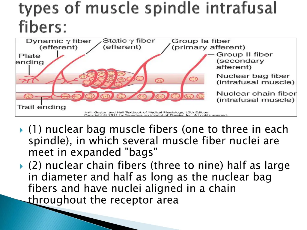 1 nuclear bag muscle fibers one to three in each