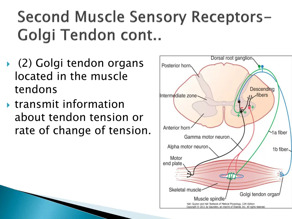 2 golgi tendon organs located in the muscle