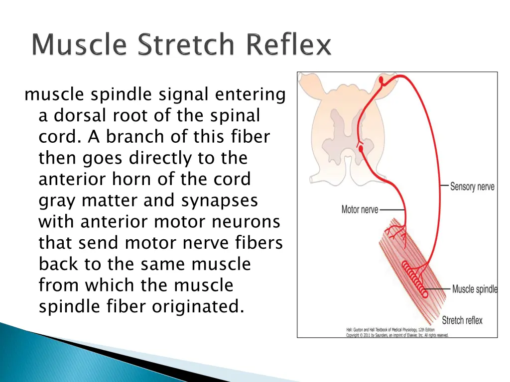 muscle spindle signal entering a dorsal root