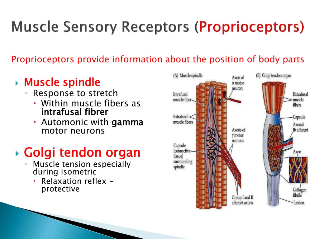 proprioceptors provide information about