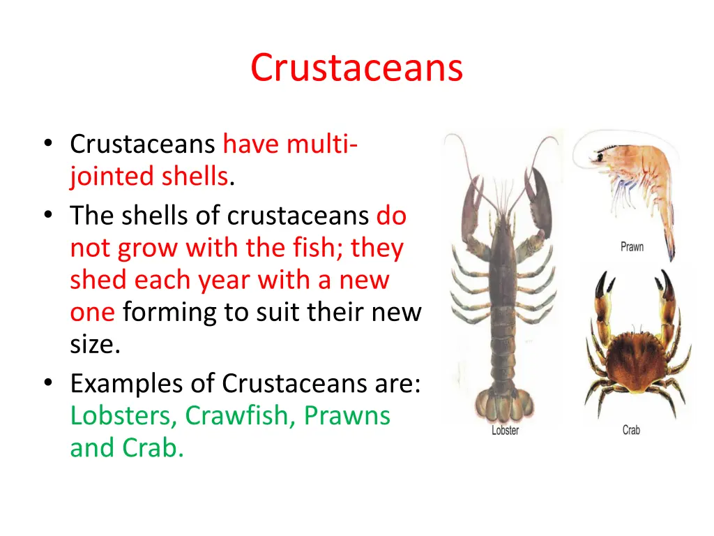 crustaceans