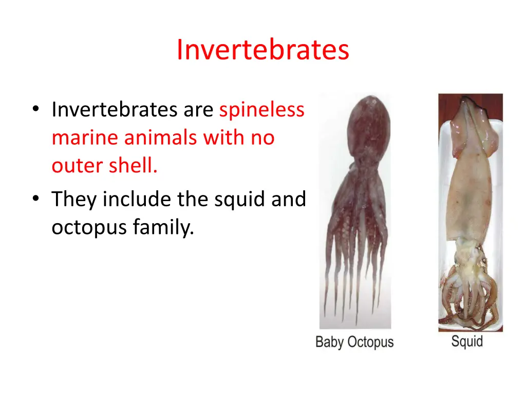 invertebrates