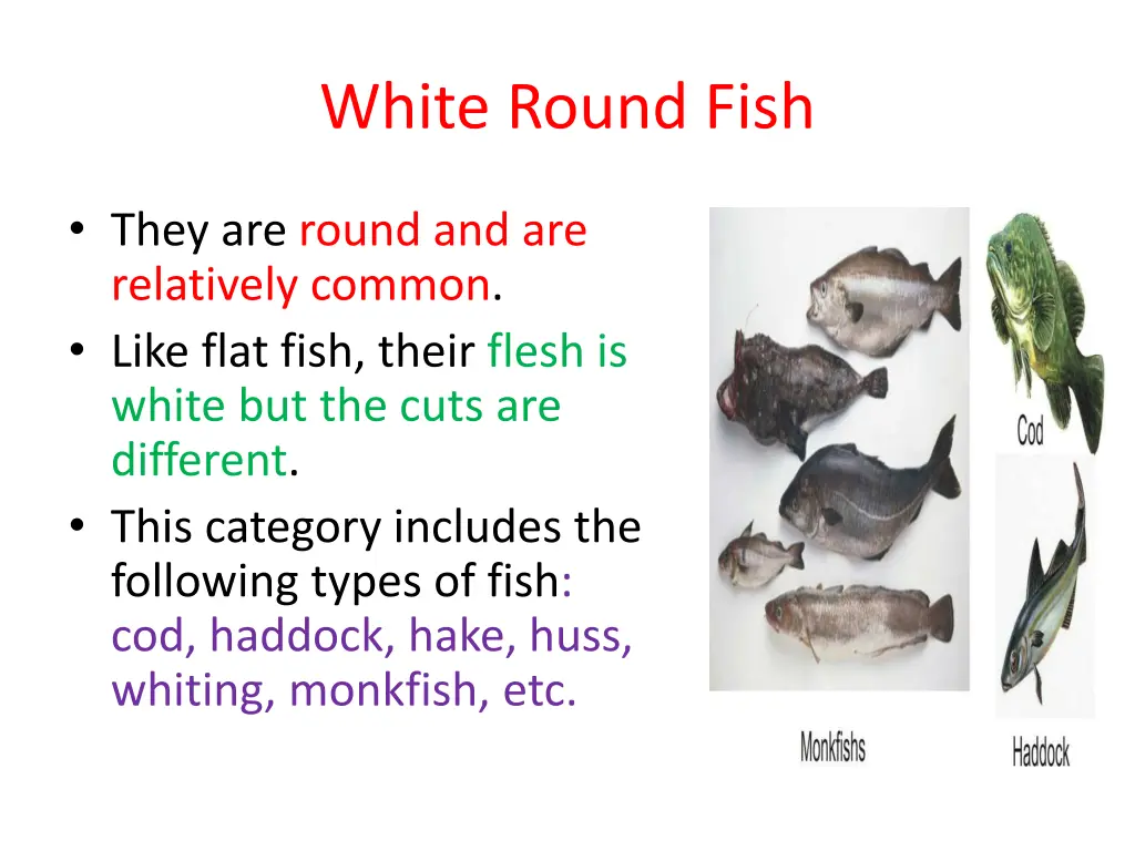 white round fish