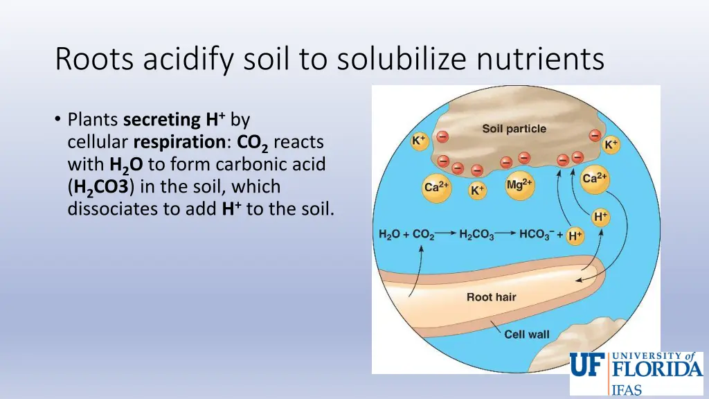 roots acidify soil to solubilize nutrients