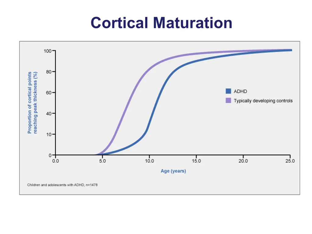 cortical maturation