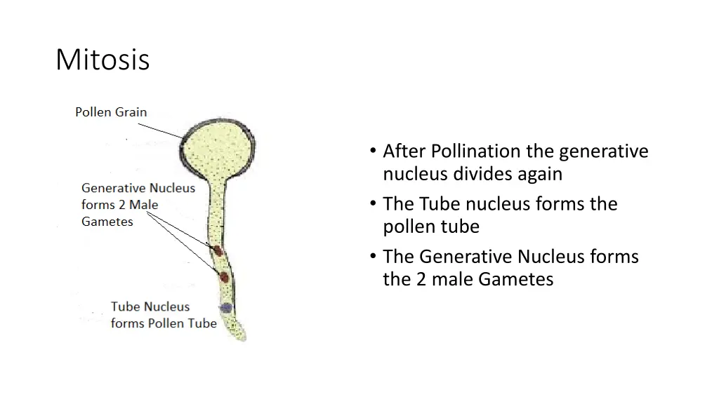 mitosis 1