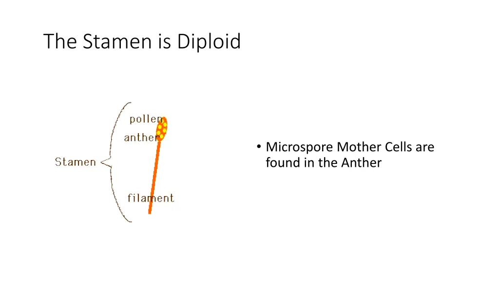 the stamen is diploid