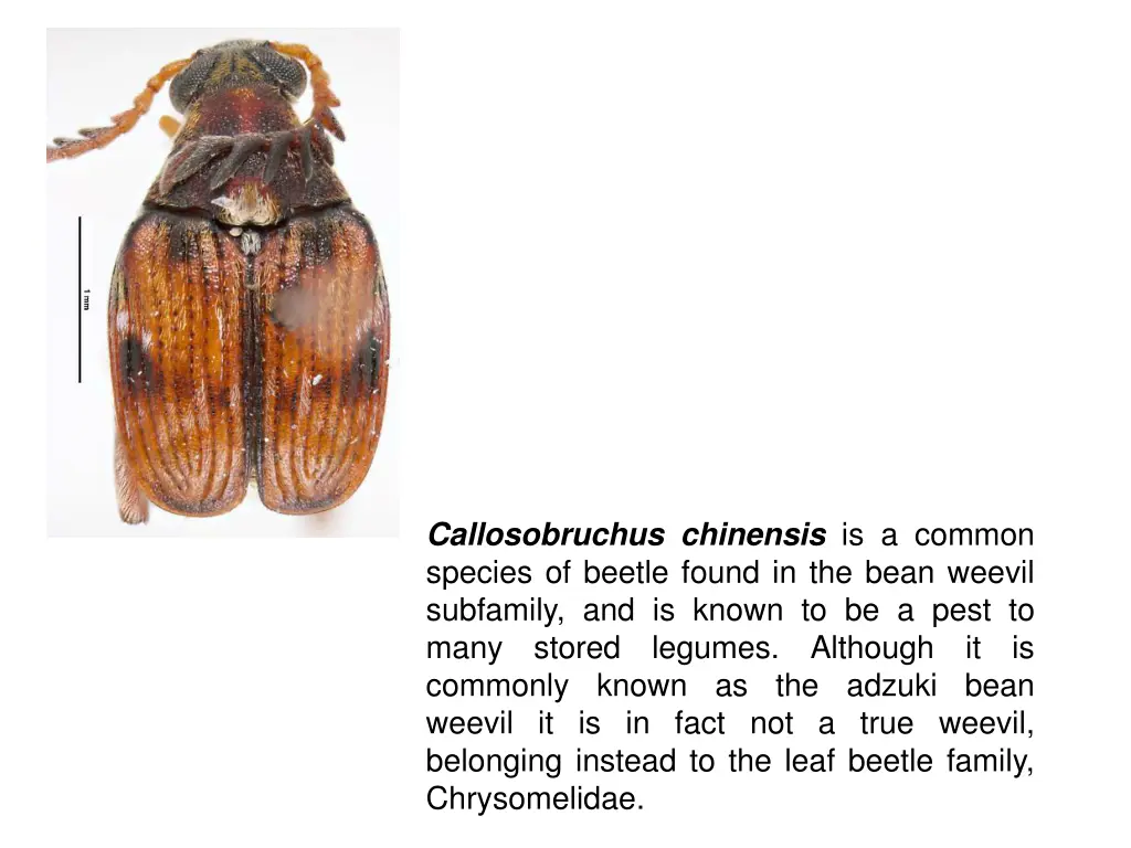 callosobruchus chinensis is a common species