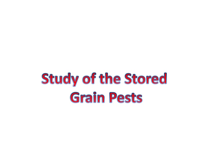 study of the stored grain pests