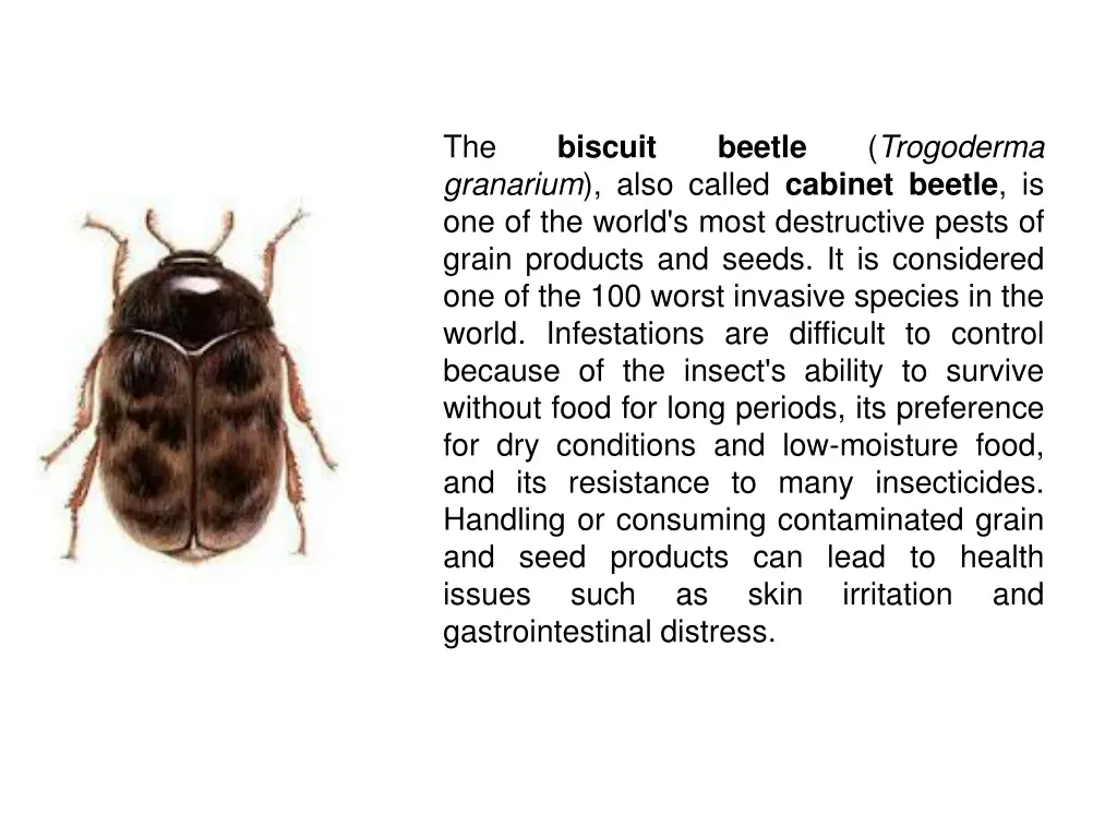 the granarium also called cabinet beetle