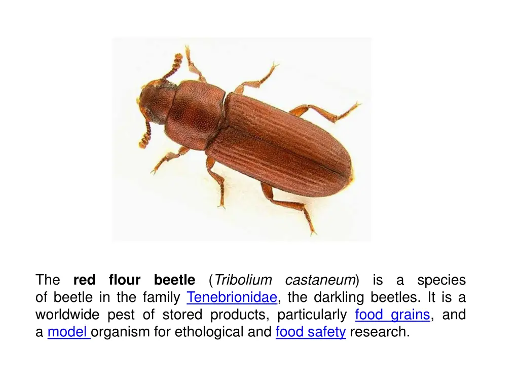 the of beetle in the family tenebrionidae