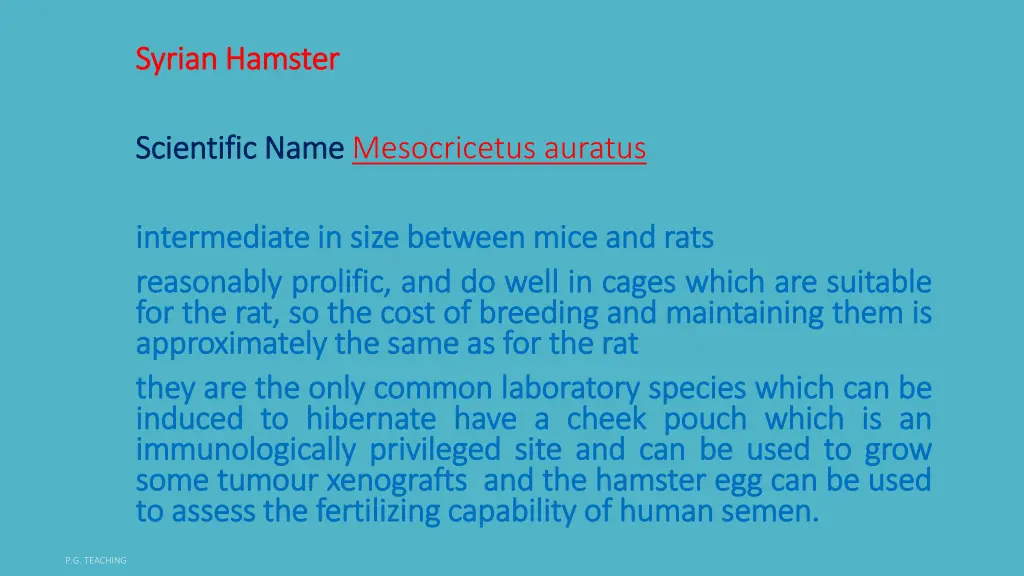 syrian hamster syrian hamster