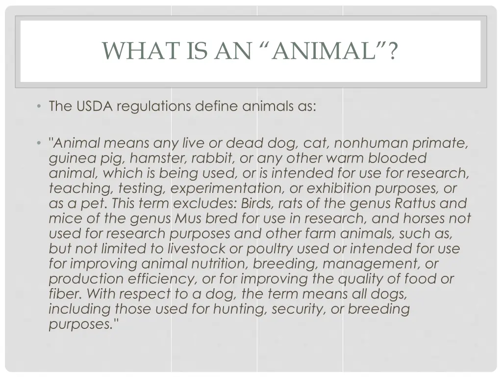 what is an animal