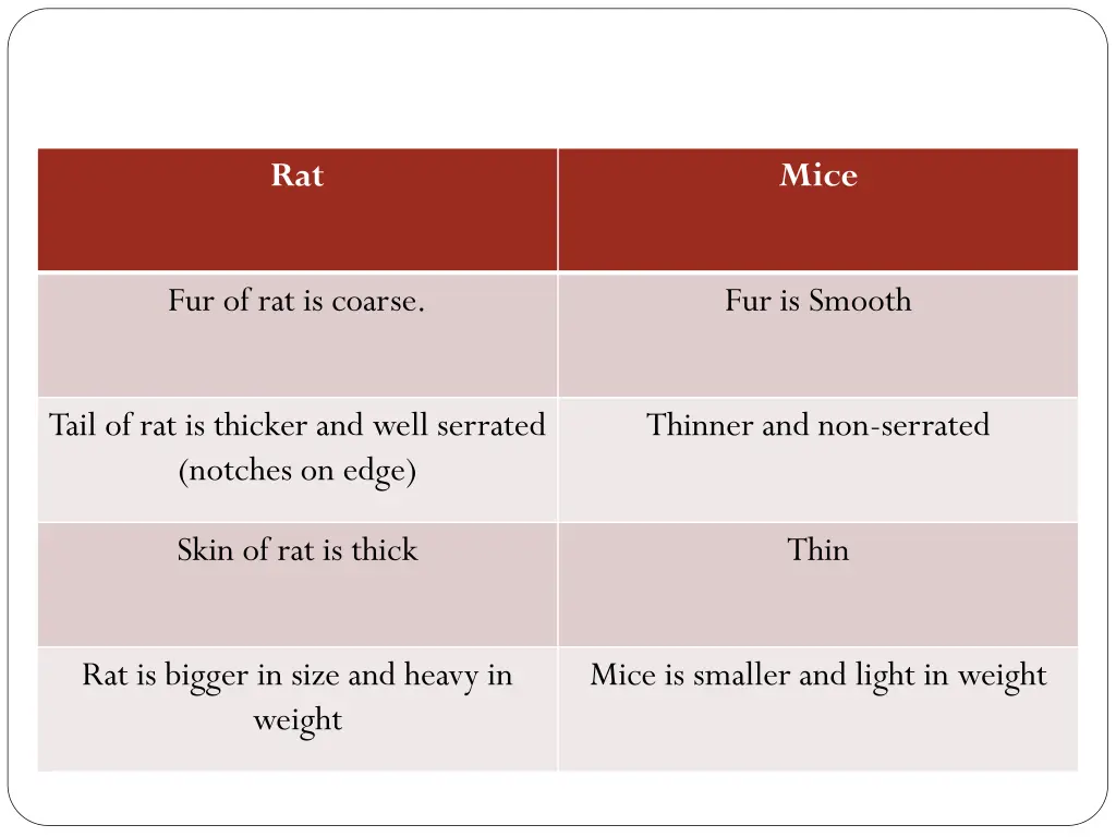 difference between rat and mice