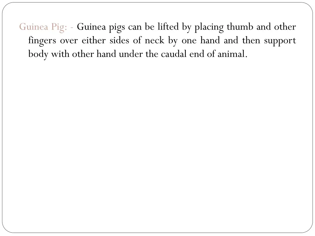 guinea pig guinea pigs can be lifted by placing