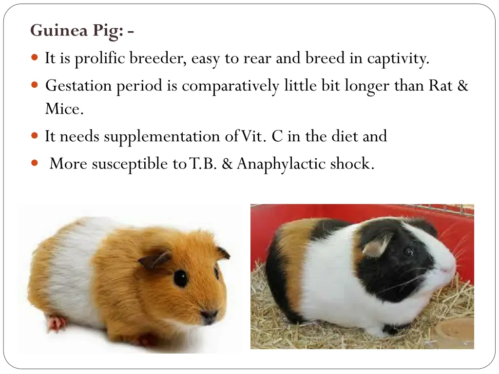 guinea pig it is prolific breeder easy to rear