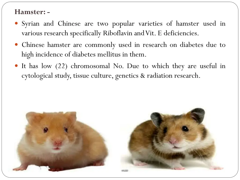 hamster syrian and chinese are two popular