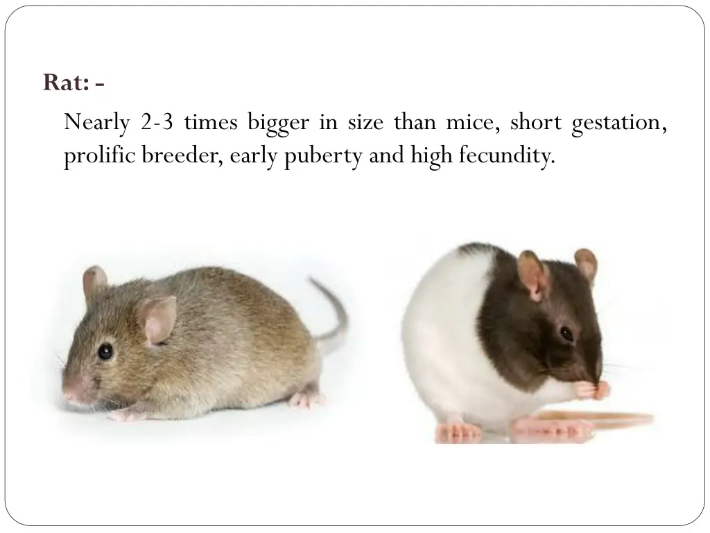 rat nearly 2 3 times bigger in size than mice