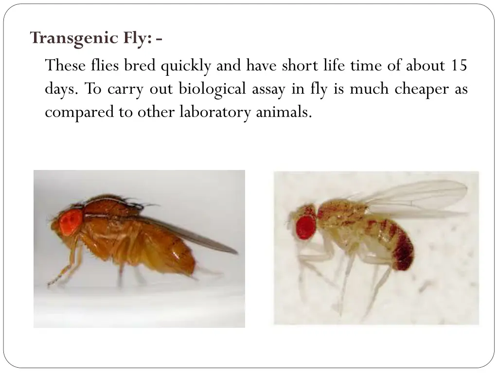 transgenic fly these flies bred quickly and have