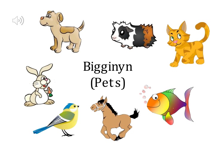 bigginyn pets