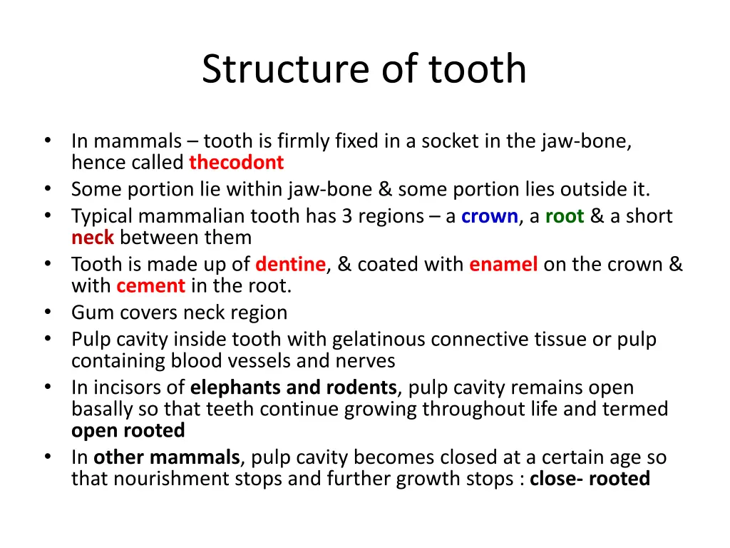 structure of tooth