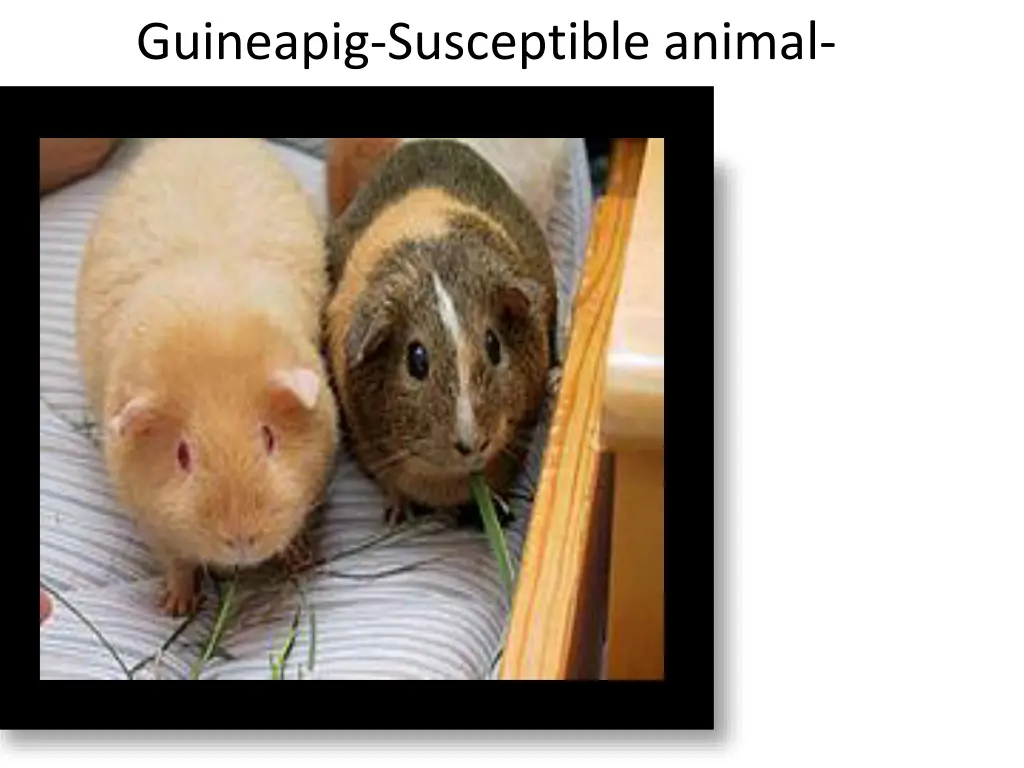 guineapig susceptible animal