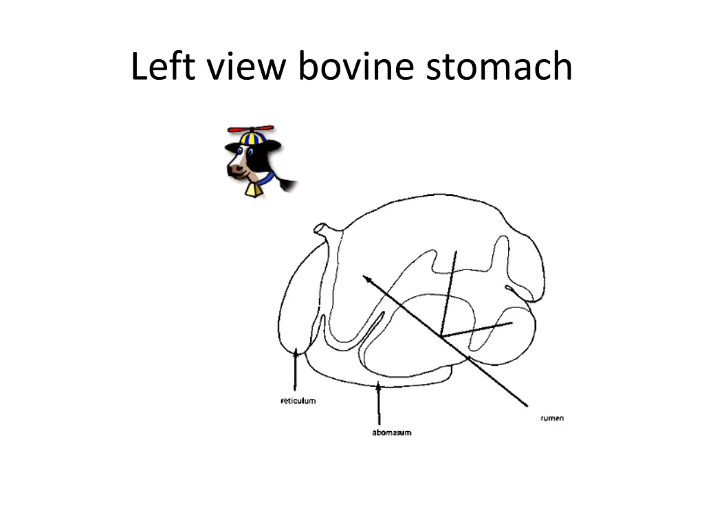 left view bovine stomach