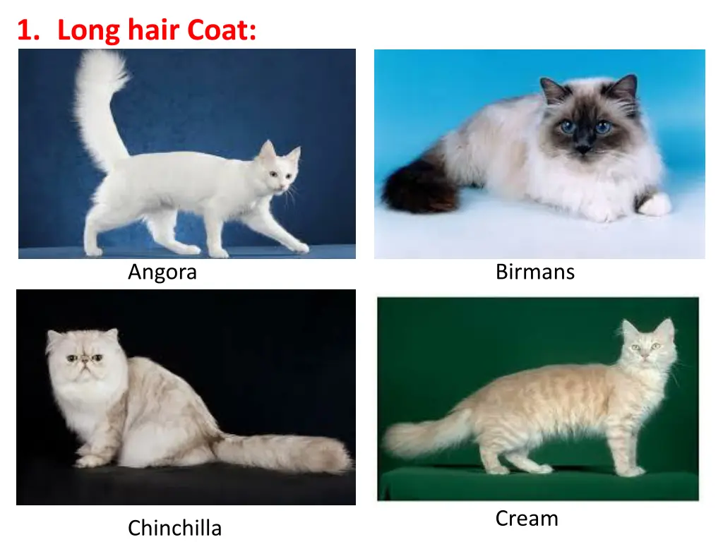 1 long hair coat