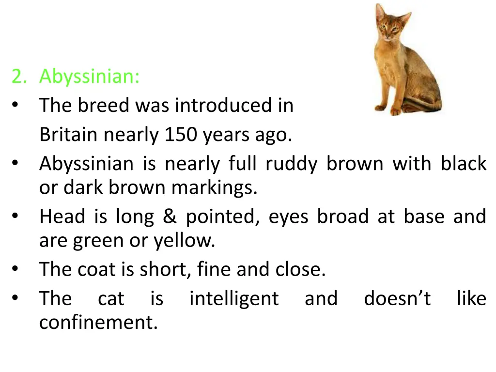 2 abyssinian the breed was introduced in britain