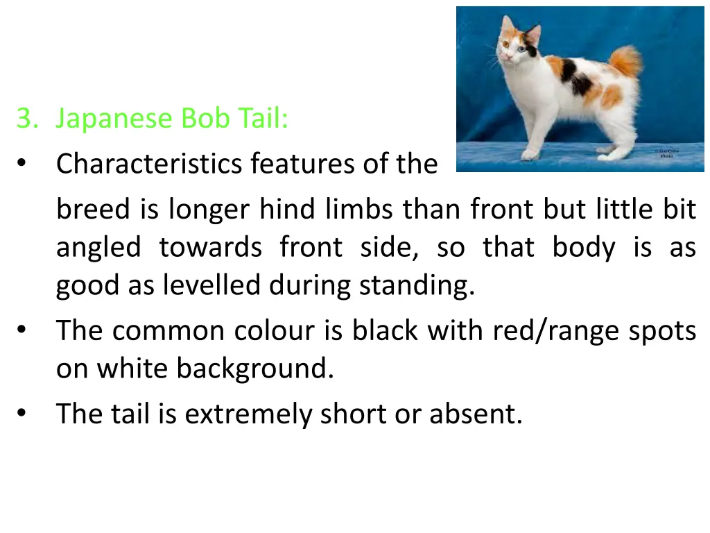 3 japanese bob tail characteristics features