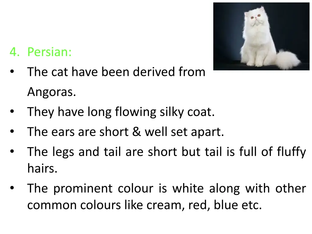 4 persian the cat have been derived from angoras