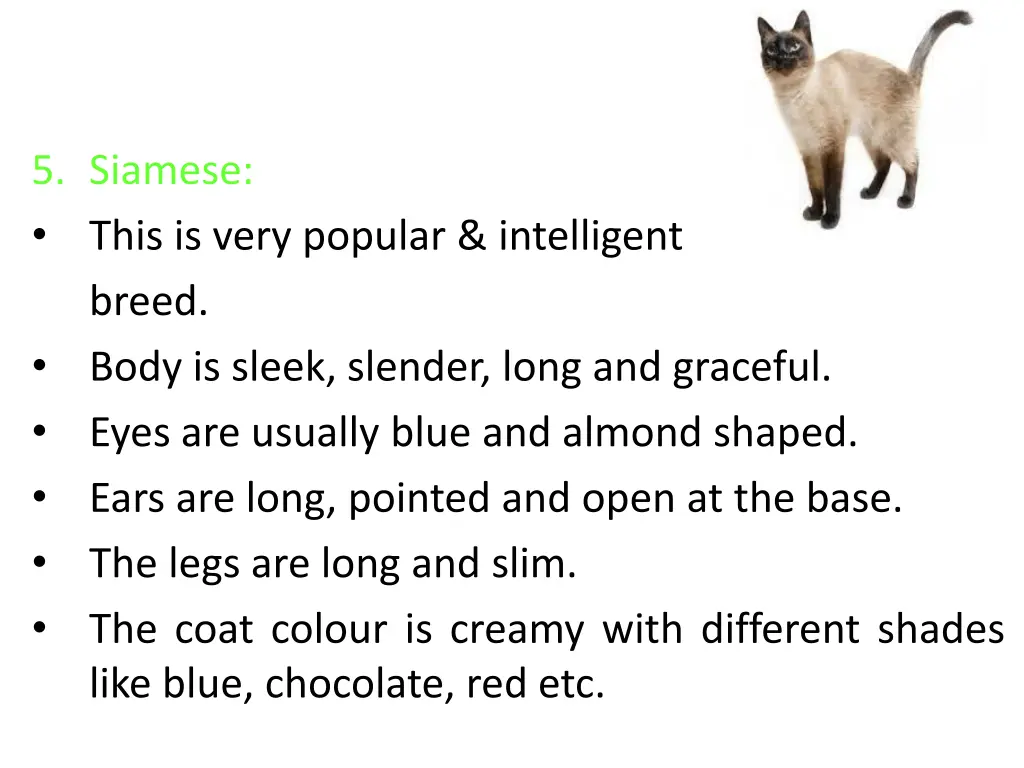 5 siamese this is very popular intelligent breed