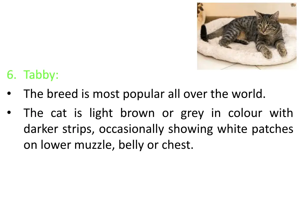 6 tabby the breed is most popular all over