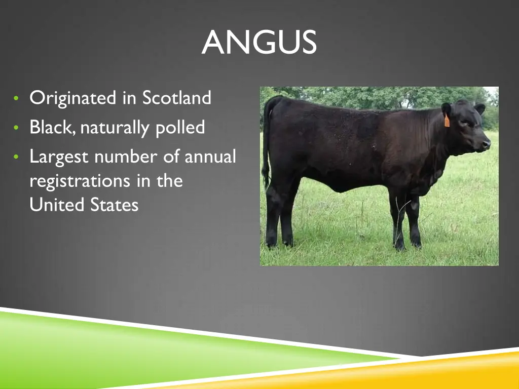 angus