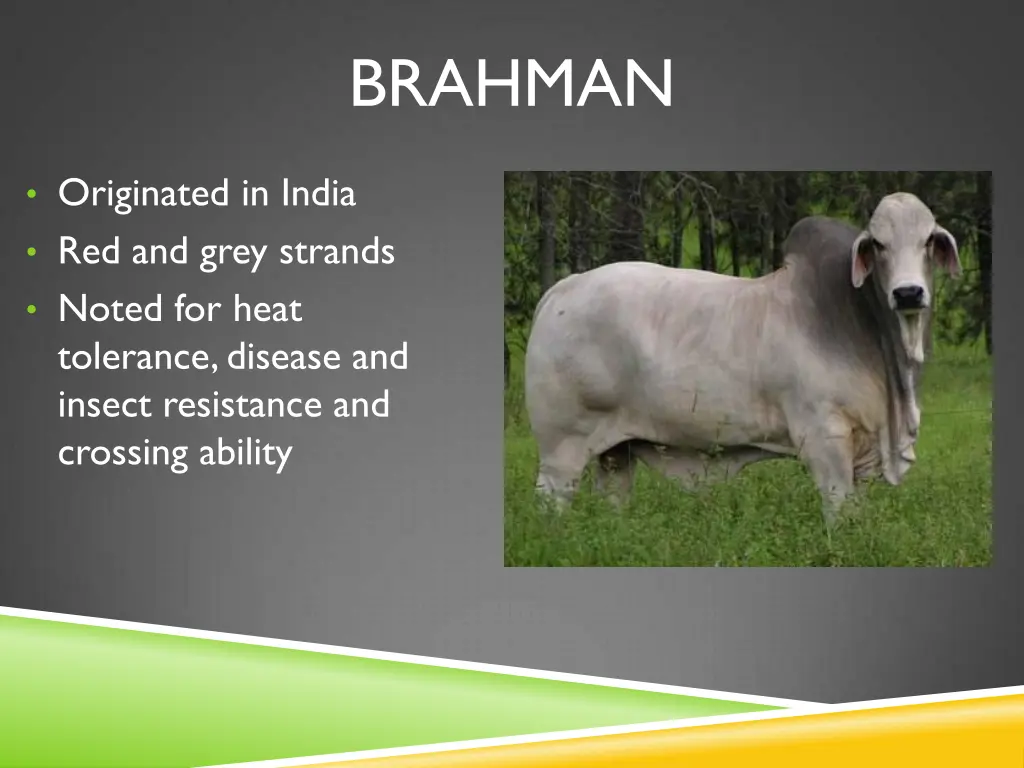 brahman