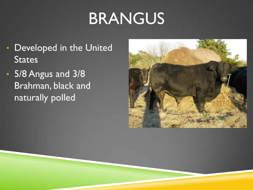 brangus