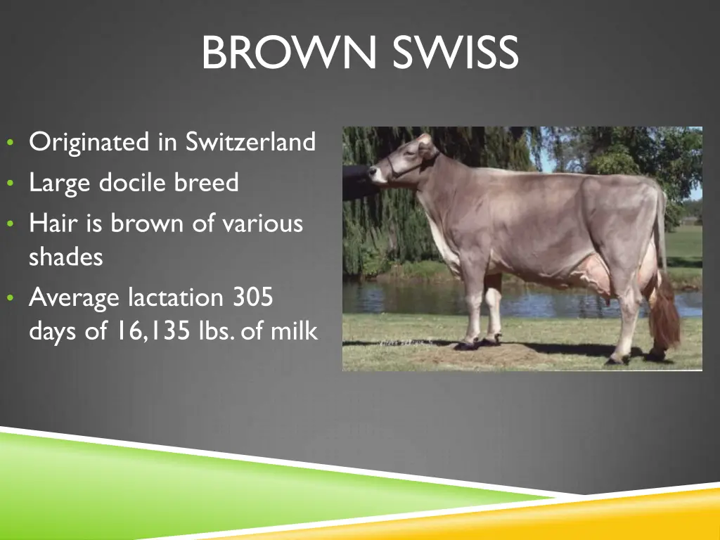 brown swiss