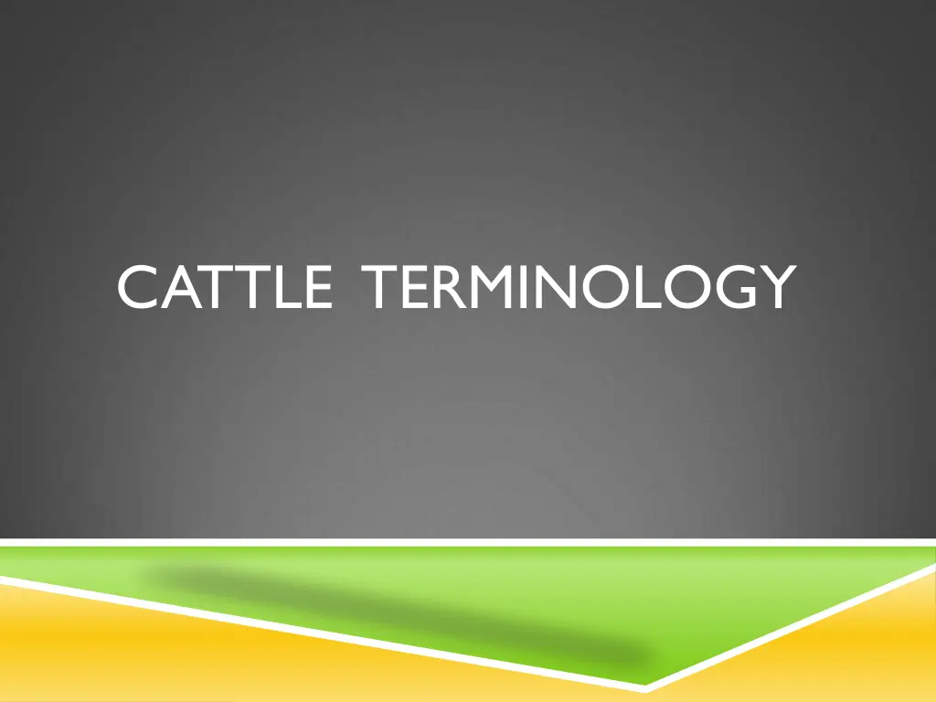 cattle terminology