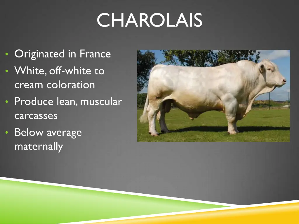 charolais